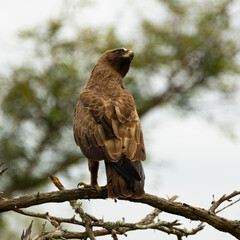 a closeup of a tawny eagle