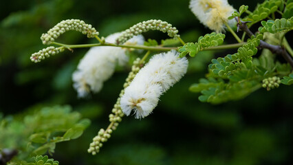 Wildflowers in Kruger national park