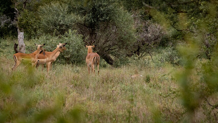 Impala on high alert as a phyton feeds on a new born lamb