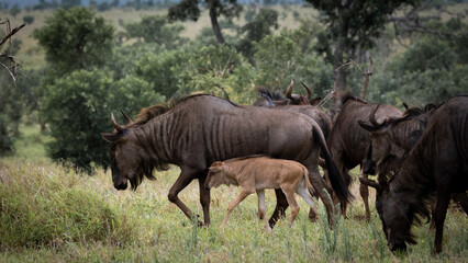 new born blue wildebeest and herd
