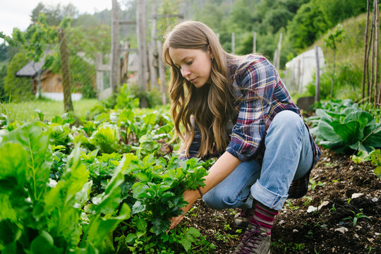 Young Woman Planting Leaf Vegetable In Garden