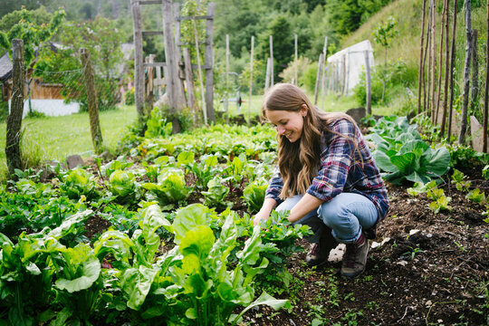 Smiling woman planting leaf vegetable in garden