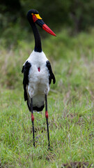 a saddle-billed stork in the wild