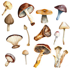 Collection of detailed hand painted mushrooms and green leaves isolated on white background. Watercolor botany illustrations
