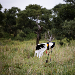 a saddle-billed stork in the wild