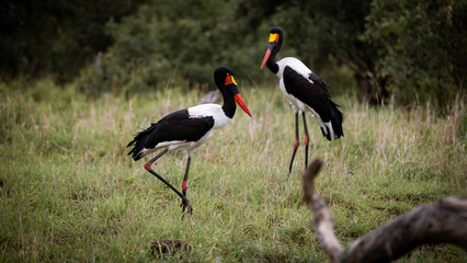 a pair of saddle billed storks