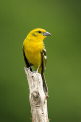 Flame-colored tanager (Piranga bidentata), formerly known as the stripe-backed tanager, is a medium-sized American songbird in the family Cardinalidae, the cardinals or cardinal grosbeaks.