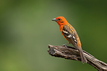 Flame-colored tanager (Piranga bidentata), formerly known as the stripe-backed tanager, is a medium-sized American songbird in the family Cardinalidae, the cardinals or cardinal grosbeaks.