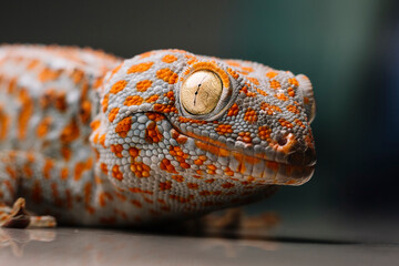 Close-up of spotted Tokay gecko on table