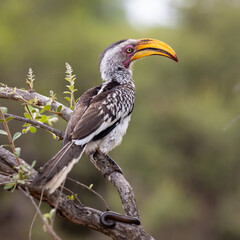 a Yellow billed hornbill closeup