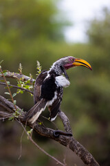 a Yellow billed hornbill closeup