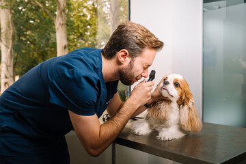 Veterinarian examining dogs eye with medical equipment at clinic