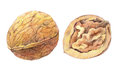 A whole walnut and its half. Hand drawn illustration with watercolor pencils