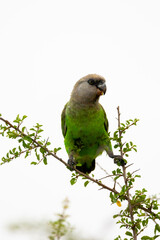 a Brown-headed parrot feeding on seeds