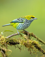  Speckled tanager (Ixothraupis guttata) is a medium-sized passerine bird. It is a resident breeder in Costa Rica, Panama, Trinidad, Venezuela, Colombia, Guyana, Suriname