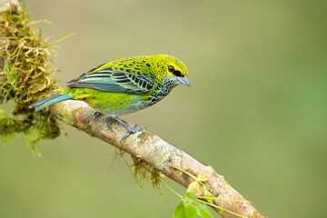  Speckled tanager (Ixothraupis guttata) is a medium-sized passerine bird. It is a resident breeder in Costa Rica, Panama, Trinidad, Venezuela, Colombia, Guyana, Suriname