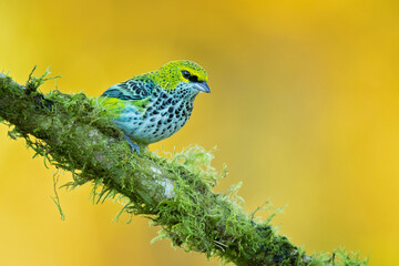  Speckled tanager (Ixothraupis guttata) is a medium-sized passerine bird. It is a resident breeder...