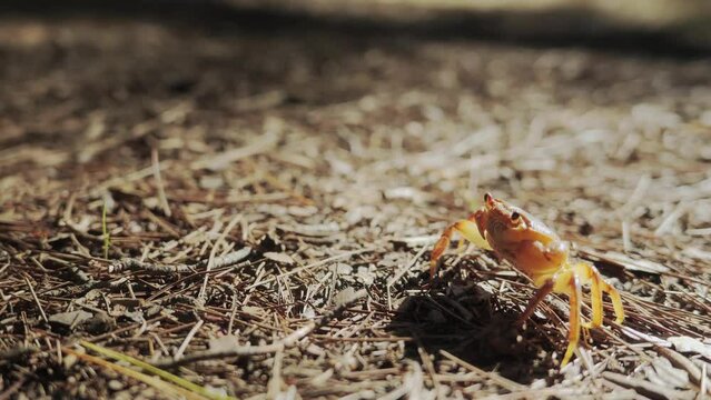 A land crab walks through a forest on a sunny day in southern Turkey. High quality 4k footage