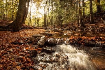 Vallée de la Hoëgne in Belgium, autumn forest