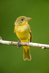 Summer tanager (Piranga rubra) is a medium-sized American songbird. Formerly placed in the tanager family (Thraupidae), it and other members of its genus are now classified in the cardinal family