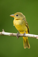 Summer tanager (Piranga rubra) is a medium-sized American songbird. Formerly placed in the tanager family (Thraupidae), it and other members of its genus are now classified in the cardinal family