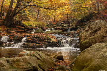 Fototapeta na wymiar Vallée de la Hoëgne in Belgium, autumn forest