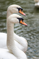 Pair of White mute swans gliding on a pond with erect wings