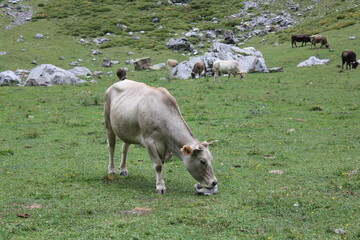 Herd of sheep and cows grazing freely in the Aragonese Pyrenees