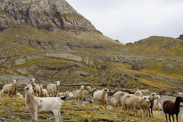 Herd of sheep and cows grazing freely in the Aragonese Pyrenees