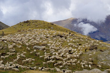 Herd of sheep and cows grazing freely in the Aragonese Pyrenees