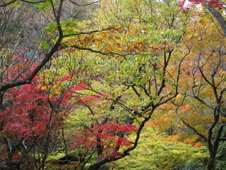 熊本県阿蘇郡南小国町、マゼノ渓谷の美しい紅葉の風景