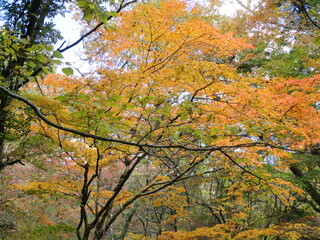 熊本県阿蘇郡南小国町、マゼノ渓谷の美しい紅葉の風景