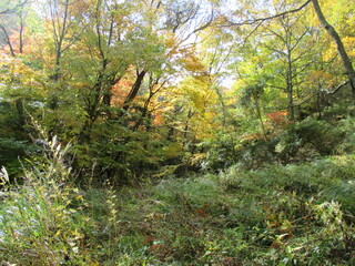 熊本県阿蘇郡南小国町、マゼノ渓谷の美しい紅葉の風景