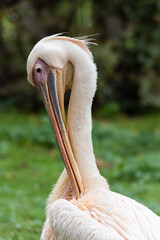 American White Pelican preening feathers