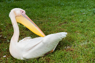 American White Pelican preening feathers