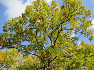 熊本県阿蘇郡南小国町、マゼノ渓谷の美しい紅葉の風景