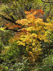熊本県阿蘇郡南小国町、マゼノ渓谷の美しい紅葉の風景
