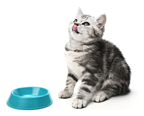 Cute kitten sitting, looking up and licking its lips waiting for yummy isolated on white background. Kitten grey striped posing in studio for print and promotional. Portrait little kitty - 549663645