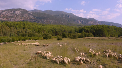 Fototapeta premium Herd of sheeps on mountains pasture. Aerial panoramic view from drone. Agriculture industry.