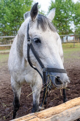Fototapeta premium White horse with leather harness chews hey near wooden fence in enclosure closeup. Farm animal eats feed at farm. Rural lifestyle