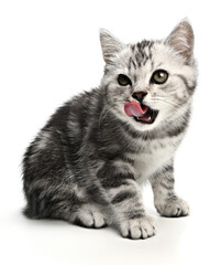 Cat licking mouth. Portrait grey striped cat on isolated white background. Hungry kitten lick lips