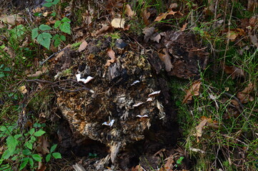 Mushrooms in Autumn in the Heath Lueneburger Heide, Walsrode, Lower Saxony