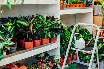 Various exotic green house plants in the flower pots. Business of flower shop. Trendy interior...
