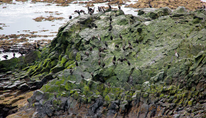 lieu de repos des cormorans