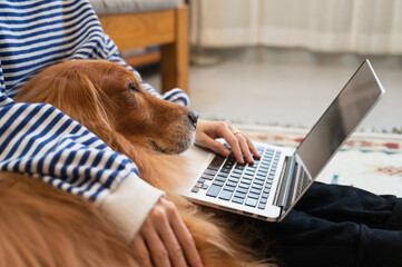 Golden Retriever accompanies its owner to work remotely from home