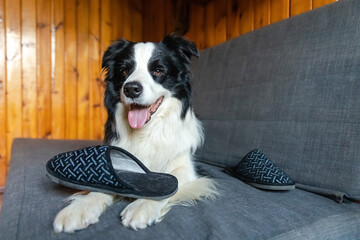 Naughty playful puppy dog border collie after mischief biting slipper lying on couch at home....