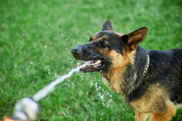 Playful Dog German Shepherd  tries to catch water from garden hose on a hot summer day at backyard home..