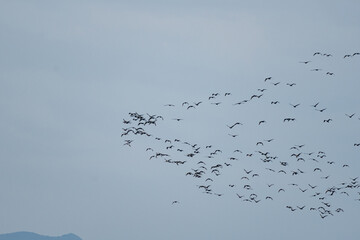 空を飛ぶ鵜の群れ