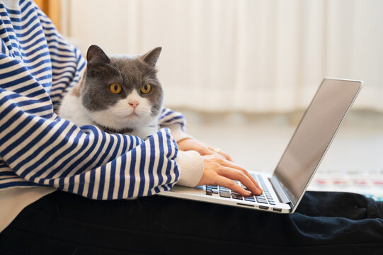 British Shorthair cat accompanies its owner to telecommute at home