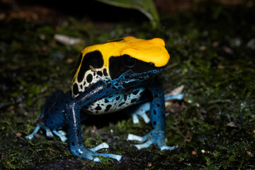 Dendrobates tinctorius Closeup om moss, Poison dartfrog Brazilian yellow head on moss